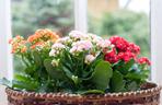 Kalanchoe Blossfelda