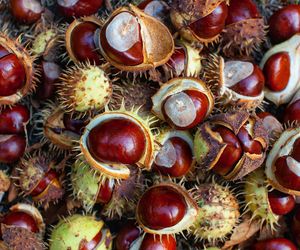 Kasztany: właściwości lecznicze i zastosowanie kasztanów