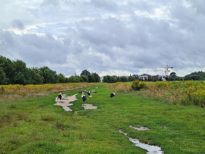 Rodzina bocianów na spacerze - warszawska Białołęka