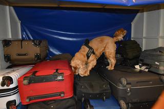 Psy pomagają straży granicznej na Warmii i Mazurach