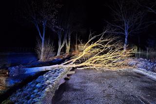 Wichura na Dolnym Śląsku. Powalone drzewa, uszkodzone samochody. Niemal 200 interwencji strażaków