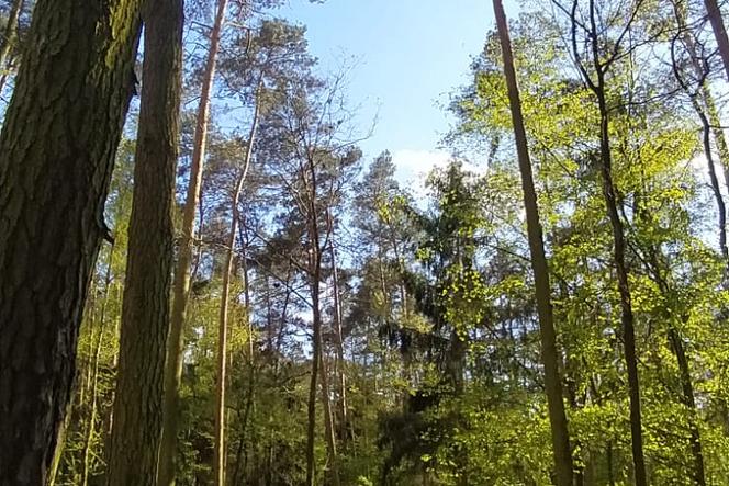 Gniazda czapli siwej zniszczone pod Poznaniem! Wycinka drzew była zbyt intensywna i niezgodna z instrukcjami