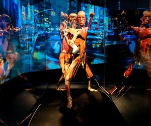 Kontrowersyjna wystawa Body Worlds wraca do Katowic. Zobaczymy ją w galerii Szyb Wilson