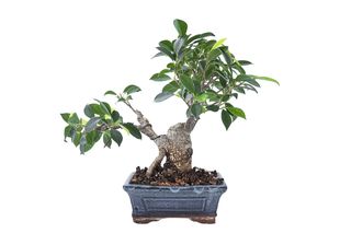 Fikus tępy = Figowiec tępy - Ficus microcarpa, syn. Ficus retusa