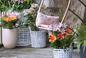 Lilie w doniczkach - piękno i elegancja na balkonie i tarasie. Jak uprawiać lilie w pojemnikach?