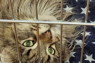 Kocie piękności królowały w Kaliszu