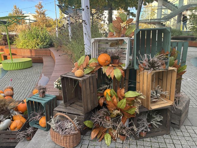 Zobacz, jak poznańskie świętują Halloween