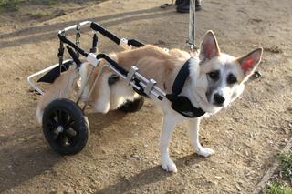 Schronisko dla zwierząt „Na Paluchu” ogranicza oświetlenie i ogrzewanie. „Brakowało nam 290 tys. 