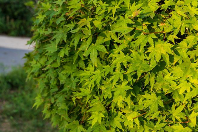Klon palmowy 'Omurayama'