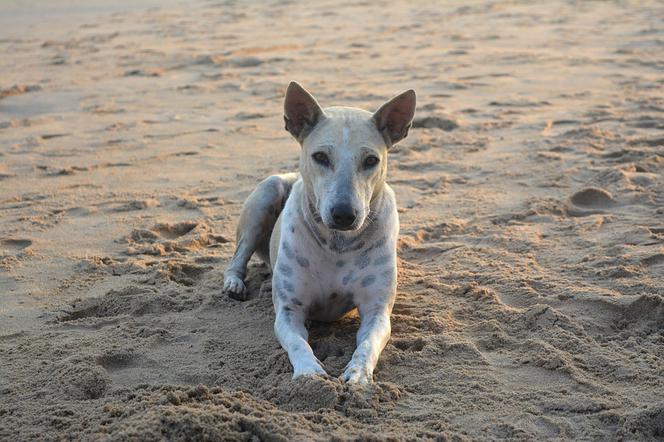 Gdańsk: Na plaży podduszał i kopał psa. 32-latkowi grozi 5 lat więzienia