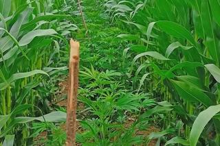 Jaki ojciec, tacy synowie. Cała trójka zatrzymana za produkcję narkotyków