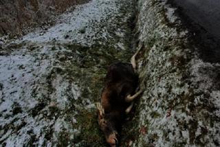 Martwy łoś z obciętą nogą leżał koło ronda w Cedzynie! Ktoś zrobił sobie udziec!