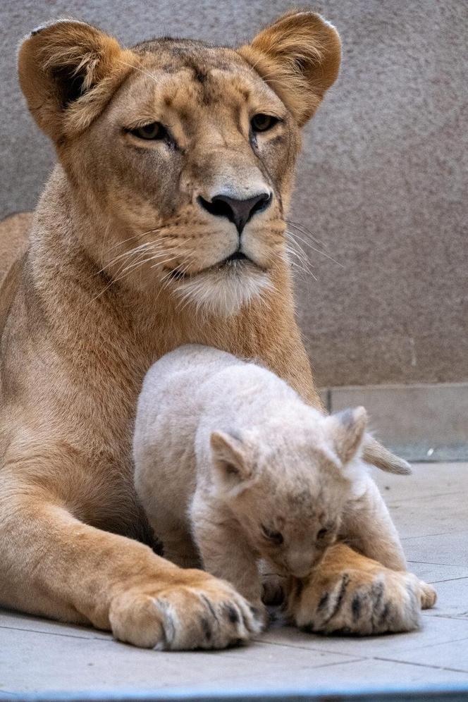 W Śląskim Ogrodzie Zoologicznym przyszły na świat cztery lwiątka! 