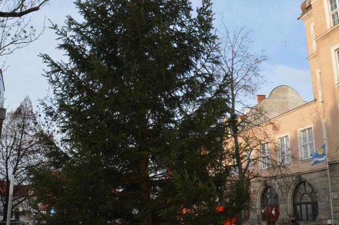 Choinka jest już w Olsztynie