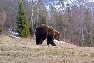 Niedźwiedzie w Beskidzie Żywieckim. Jest wideo z fotopułapki
