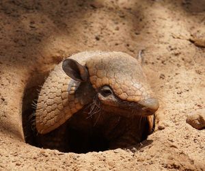 Zoo w Poznaniu chwali się nowym mieszkańcem. Misia przyjechała do nas z Chorzowa