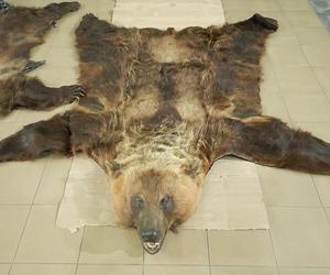 W bagażach znaleziono skórę niedźwiedzia i żywego żółwia. Podróżni nie mieli zezwoleń