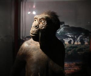 Szczątki drapieżników sprzed 240 mln lat znaleziono w Miedarach