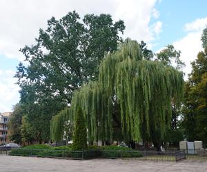 Plac Mordechaja Tenenbauma. To część Skweru przy Żabiej w Białymstoku