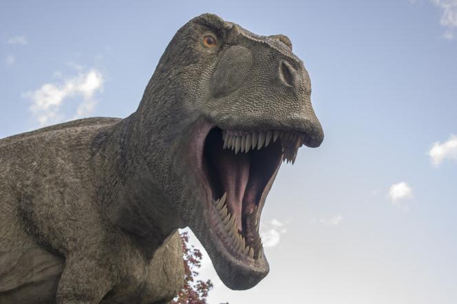 T Rex, tyranozaur