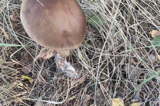 Grzybobranie Podkarpacie