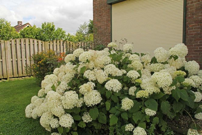 Hortensja krzewiasta 'Anabelle'