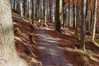 Babia Góra Trails 
