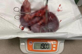 Suczka Sandi na operacji