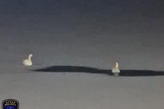 Strażacy z Tychów ruszyli na pomoc łabędziom na Jeziorze Paprocańskim [ZDJĘCIA]