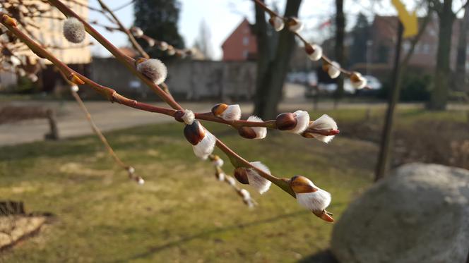 Natura budzi się do życia! W Ogrodzie Botanicznym UKW czuć już wiosnę! [ZDJĘCIA]