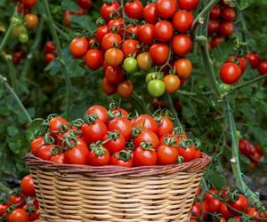 Kiedy siać pomidory? Ogrodnik radzi jak zrobić własne rozsady, by pomidory obficie owocowały