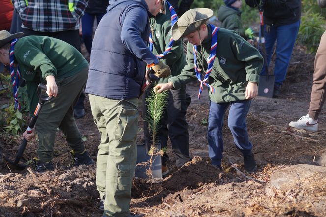 Wielkie sadzenie drzew pod Bydgoszczą! Tak powstaje las 