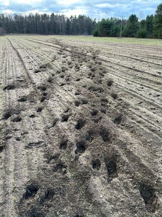 Rolnik spod Hajnówki 12 godzin dziennie przegania żubry ze swojego pola 