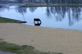 Łoś odwiedził Pabianice. Kamery uchwyciły zachowanie nietypowego gościa 