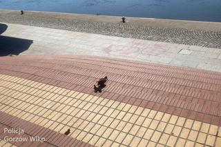 Kacza rodzina w asyście policji trafiła z powrotem do rzeki