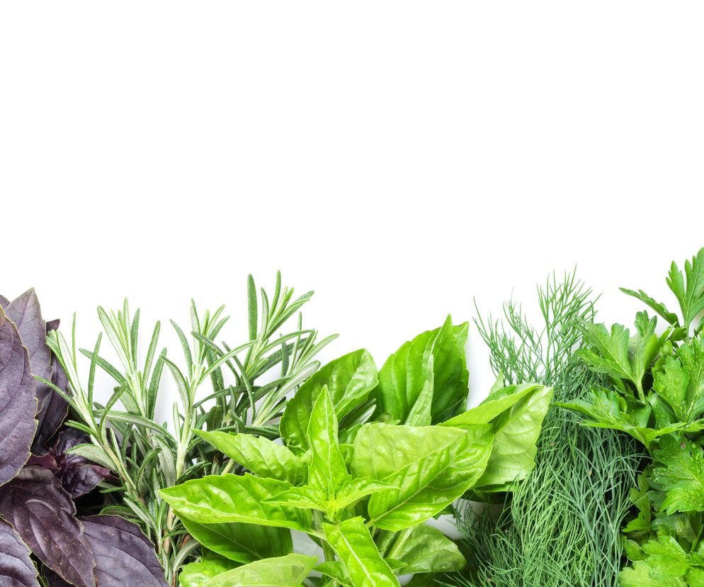 swieze-ziola-do-czego-warto-je-wykorzystac.jpg