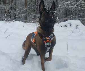 Dafne, bohaterka na czterech łapach. Bolesna diagnoza i trudna walka o zdrowie