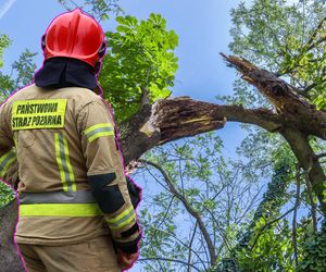 Na bawiące się 9-latki spadła potężna gałąź. Dziewczynki trafiły do szpitala