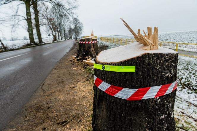 WARIAT Z PIŁĄ grasuje na Pomorzu! "Naciął kilkadziesiąt drzew". Jedno RUNĘŁO NA DROGĘ