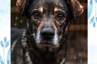 Herbatka na Czterech Łapkach