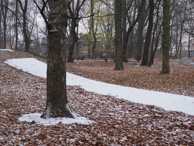 Pierwsze opady śniegu w listopadzie 2024 w dzielnicy Bronowice w Lublinie