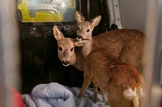 Strażacy ruszyli na ratunek dwóm sarenkom. Były uwięzione w kanale ciepłowniczym 