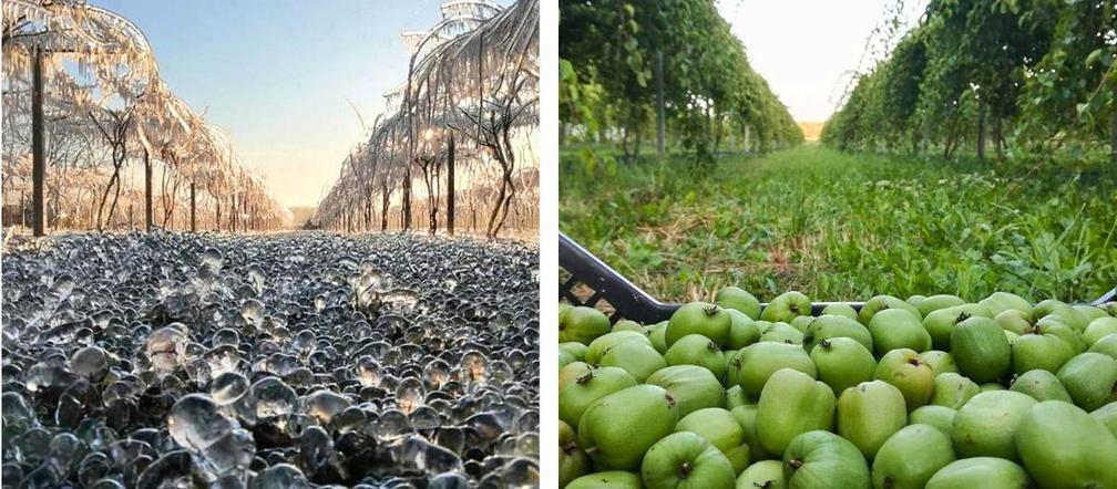 Wyjątkowe owoce rosną pod Bydgoszczą. Wiadomo już, że mini kiwi mają 20 składników odżywczych, a naukowcy nie skończyli liczyć