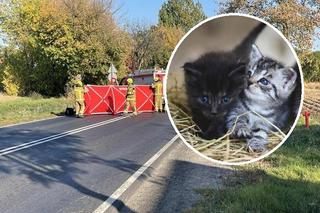 Zginęła pod kołami ciężarówki. Zostawiła na świecie 11 kotów