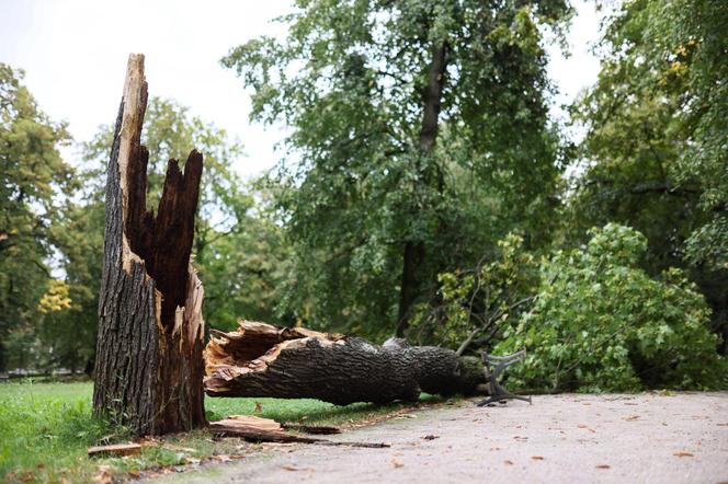 Park wilanowski zamknięty po burzy w Warszawie