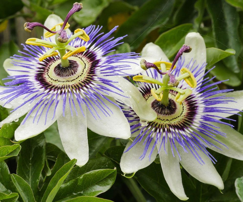 Męczennica - Passiflora