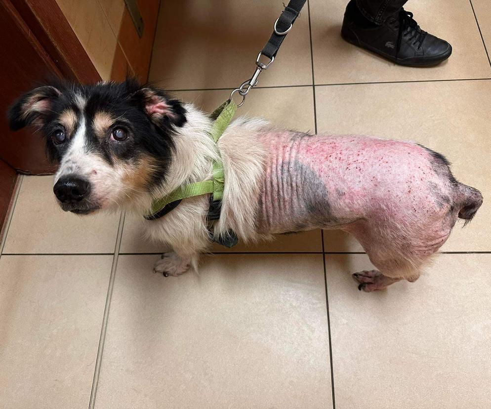 Skrajnie zaniedbany pies trafił pod opiekę wolontariuszy. Pchły zjadały go żywcem 