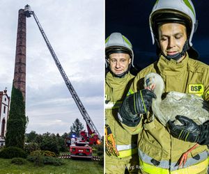 Bocian spadł na sam dół komina o wysokości 24 metrów! Strażacy i mieszkańcy ruszyli na ratunek [ZDJĘCIA]