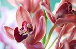 Storczyk Cymbidium (Cymbidium)