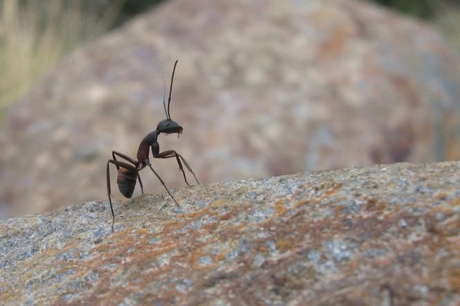 Co odstrasza mrówki
